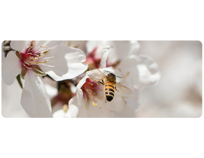 Bee and a flower