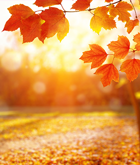 Fall leaves