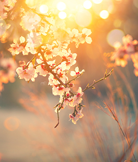 Spring tree blossoms