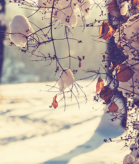Tree branch with winter snow